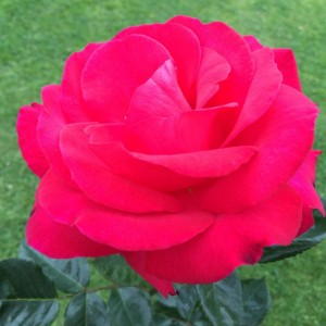 MY DAD (floribunda)